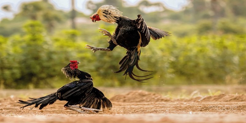 Một vài giống gà chọi được yêu thích trên đấu trường hiện nay