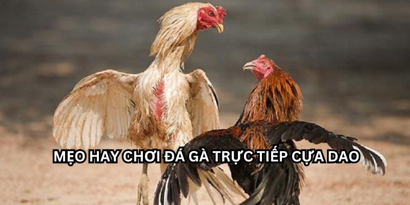 Vài mẹo độc đáo giúp các tay chơi có thể đá gà trực tiếp cựa dao tốt hơn