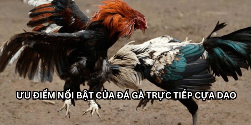 Điểm mạnh của bộ môn đá gà cựa dao trực tiếp